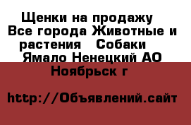 Щенки на продажу - Все города Животные и растения » Собаки   . Ямало-Ненецкий АО,Ноябрьск г.